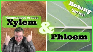 Xylem & Phloem | Plant Vascular System