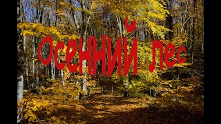 Прогулка в осеннем лесу