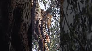 Elephant Helps Leopard Escape from Lions Part 2- Kruger National Park#lion #leopard