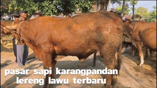 Pasar hewan karangpandan karanganyar || Jelajah kandang lereng lawu ‼️