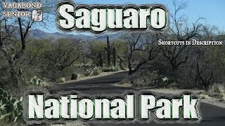 Saguaro National Park at Tucson AZ