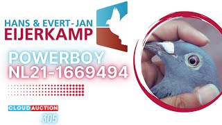 🇳🇱 NL21-1669494✨POWERBOY✨💰SOLD OUT: ৳ 55,500.00 | OFFERED BY EIJERKAMP (NETHERLANDS)✨