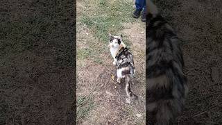 Смотрит и думает....#cat #мем #котики #котвидео #shorts