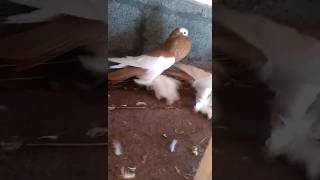 Magpie Pouter Pair|| #viral #foryou #viralvideo #youtubeshorts #ytshorts #trending #reels