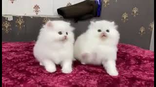 cute cats playing ||cute little white kitten ||funny cats