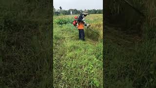 Paddy cutter machines, 😕rice plant cutting by machine ,the deserted paddy,#shorts