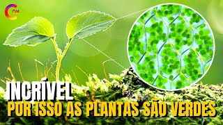 POR QUE AS PLANTAS SÃO VERDES? DESCUBRA!