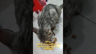 kucing jinak