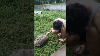 FUNNY CUTE TURTLE  #short #shorts #shortsvideo