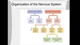 bio4_Module7_Ch13_Nervous part1