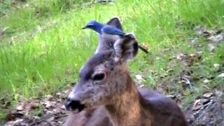 jay inspects a doe for ticks