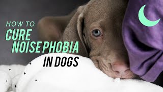 How To Cure Noise Phobia In Dogs | How To Protect Dogs From Loud Noise