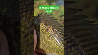 Parasite spot on fish? #fishing #catchandrelease #creekfishing #sunfish #bluegill #shorts