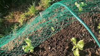 Bouturer ses gourmands de tomate