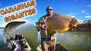 É DE CORTAR O DEDO A FORÇA DESSE PEIXE