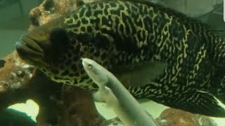 Jaguar cichlid and Bichir becoming best friends!