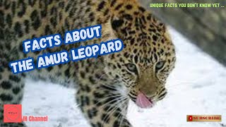 7 Facts about the Amur Leopard, Unique facts you don't know yet…