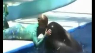 Pilot whales in Seaworld