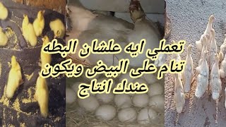 الطريقه الصحيحه لرقد البطه من غير ما تسيب البيض ويكون عندنا انتاج