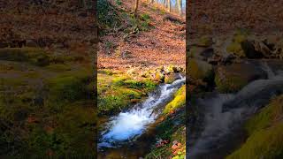 #waterfallsounds #naturesounds #nature #relaxingsounds #nature #shorts #shortvideo #sleepsounds