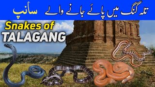 Snakes of Talagang district - Wildlife of Northern Punjab