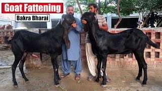 Goat Fattening Bakra Bharai Ustad Asif Butt Lahore 2024 | Bakra Mandi