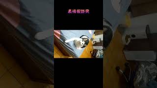 【八寶粥】阿牛舒服的表情 #貓咪#可愛#休閒#娛樂#