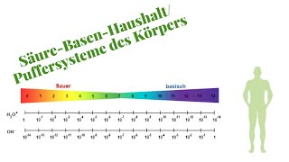 Säure-Basen-Haushalt: Komplett erklärt für die Heilpraktikerprüfung