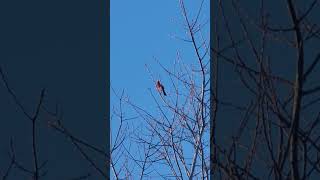 so beautiful red cardinal bird singing 😍 please like comment subscribe share follow me, thanks