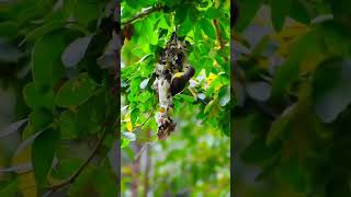 Purple rumped sunbird nest | bird nest | purple | yellow | bird | birds | nest #birds #bird #short