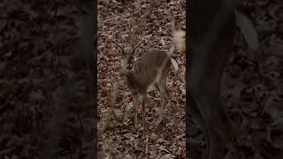 Calling in a buck! #feathersandfins #hunting #bowhunting #deerhunting #grunt #buckgrunt