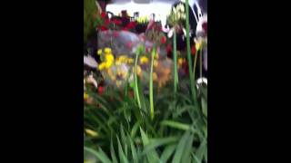 Car full of plants from the Food Terminal