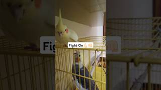 1vs1 Full Birb Fight💀😂😂#shorts #cockatiel #birds #funny #parrot #animals #trending #cute #viralvideo