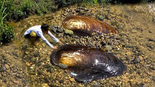 The clam has been buried in sand for many years, and the pearls in its belly are all essence