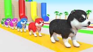 Baa Baa Black Sheep Song - More Nursery Rhymes & Kids Songs - Fun Cartoons For Kids