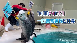 《鳥羽水族館》ラッコの「メイ」「キラ」が一日警察署長に任命されました！