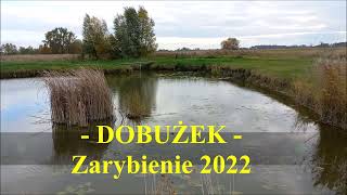 Dobużek,  Zarybienie 2022