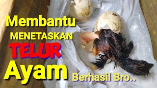 Cara Sederhana Menetaskan Telur Ayam Kampung