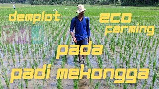 Demplot Pupuk Eco Farming pada varietas Padi Mekongga