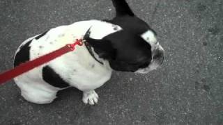 Duffer the French Bulldog Loves Daycare