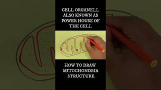 HOW TO DRAW THE STRUCTURE OF MITOCHONDRIA CELL BIOLOGY STD 7-12