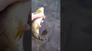 Round 2 of testing One Hook RoosterTail Part 2! #shorts #subscribe #fishing #browntrout #river #fish