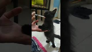 LATIH KUCING MINUM SUSU pad.2 ||KUCING PERSIA