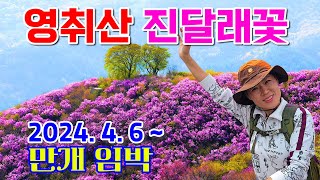 국내 3대 진달래군락지 중 하나인 여수 영취산진달래가 핑크빛 물결을 기다리고 있습니다.