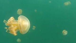 Swimming with golden jellyfish in Palau