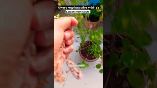 lessons from the lord nature 🌿😍🤗 #hope #positivity #happygardening #holybasil #viral #shortvideo