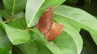 butterfly.231000601p02np-common palmfly mating 翠袖鋸眼蝶配對-A002C01