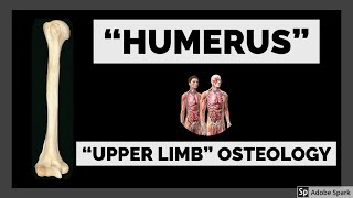 Humerus | Osteology of Upper Limb | Humerus Bone Anatomy | Anatomy Lectures