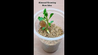 Almond Plant Growing#shorts