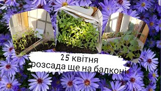 Розсада на балконі, @перець, помідори, квіти